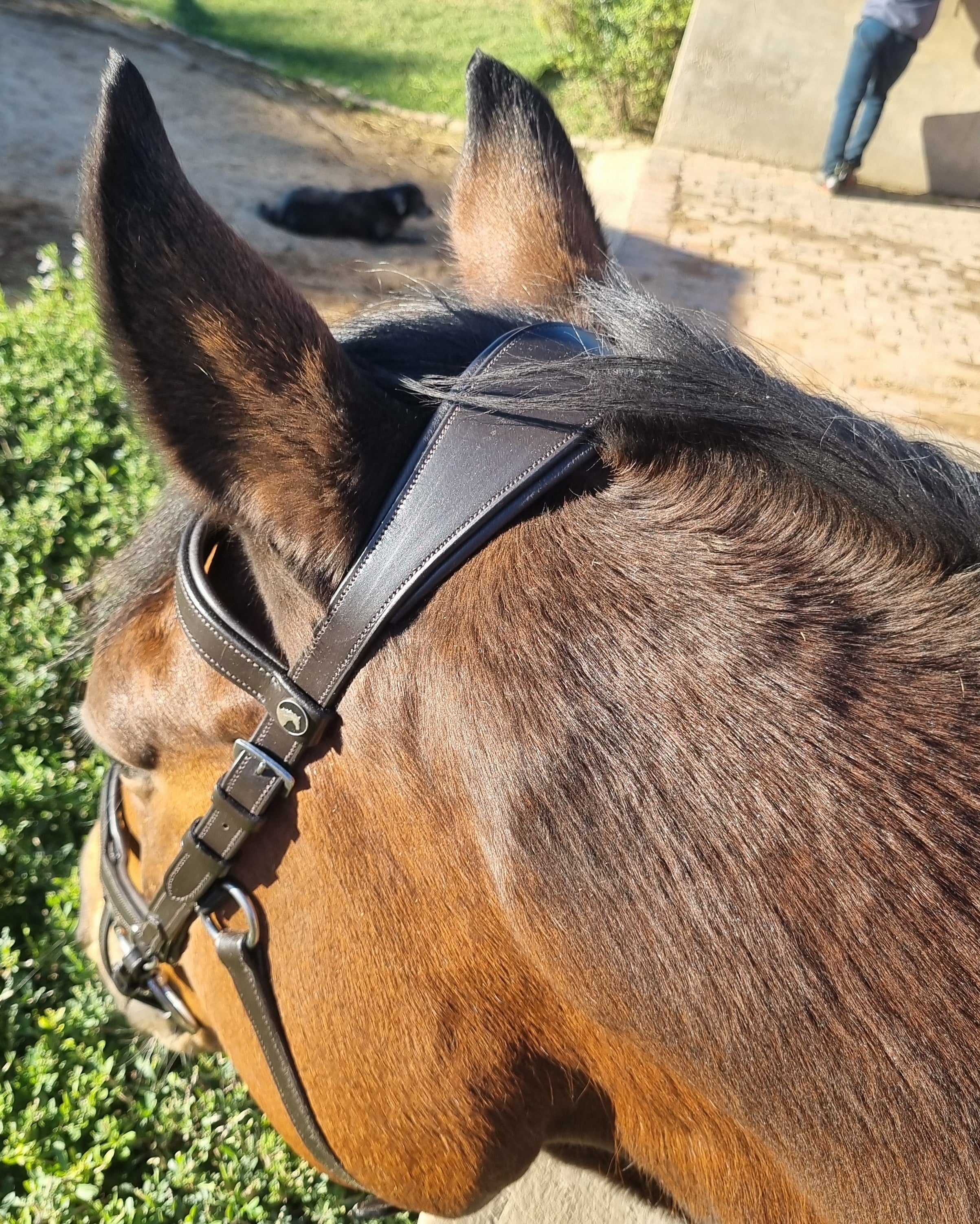 Bridle Anatomic Relief Solo